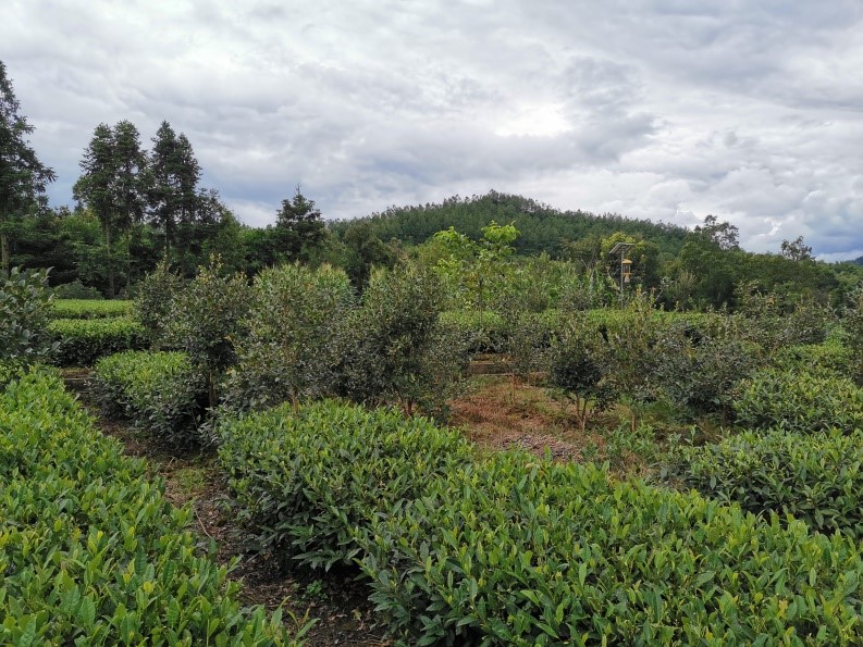 1564641293896290.jpg 油茶种植基地.jpg